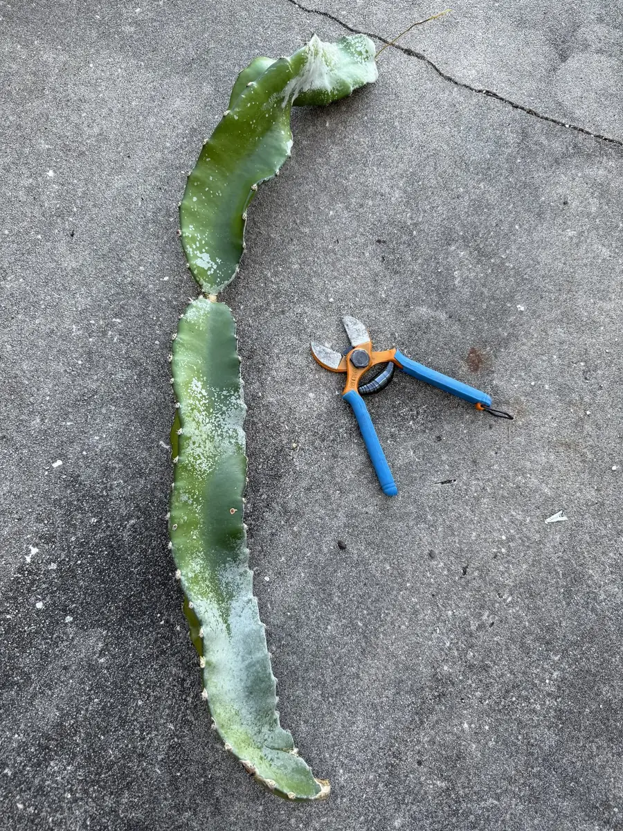 A massive Purpusii branch carrying the same white farina coating, laid on the pavement beside a pair of pruners.