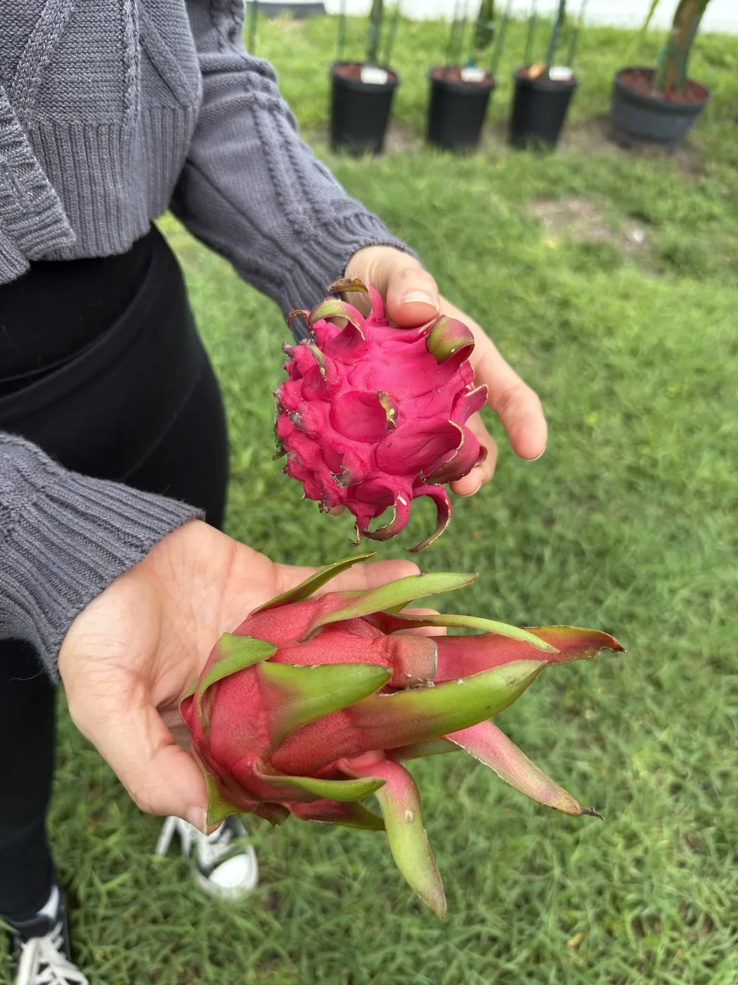Two people holding ripe dragon fruit outdoors, potted plants behind them.