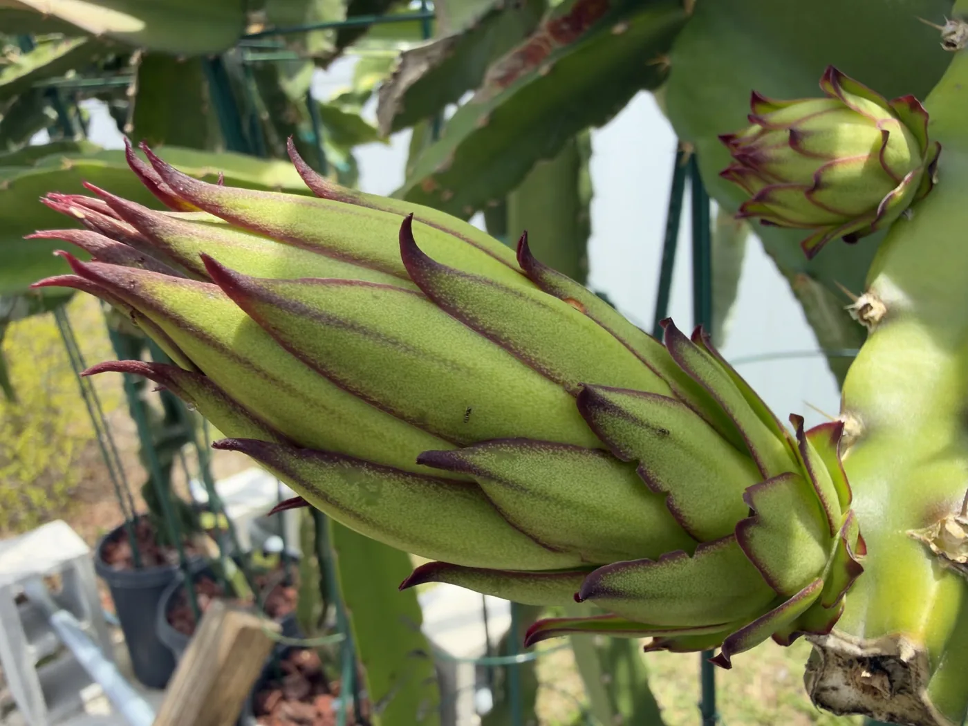 Two Gator Tail flower buds on the plant, their vibrant green skin scaled with bracts tipped in deep magenta.