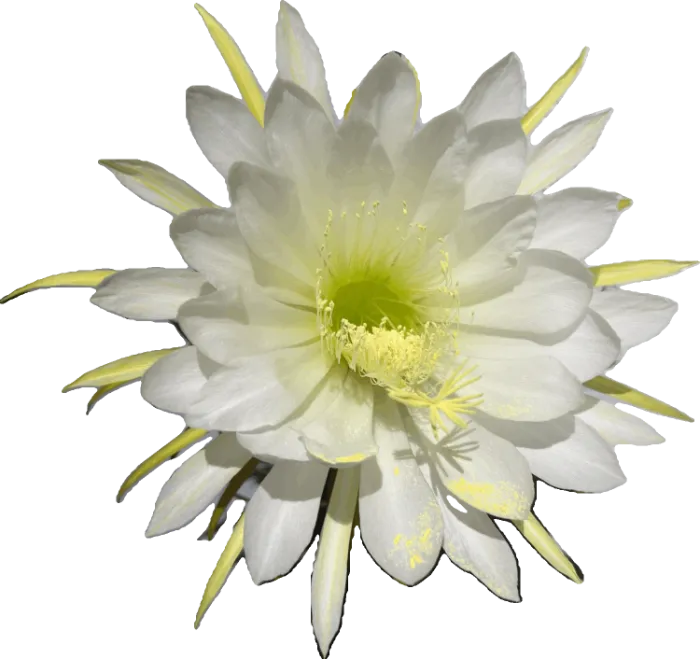 A Grandiflorus flower fully open at night — a wide ring of pure white petals around a pale green centre, with slender yellow outer sepals.